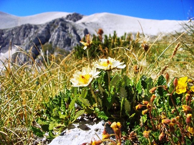 Dryas octopetala / Camedrio alpino